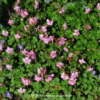 Geranium dalmaticum