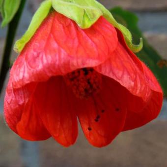 Abutilon