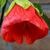 Abutilon