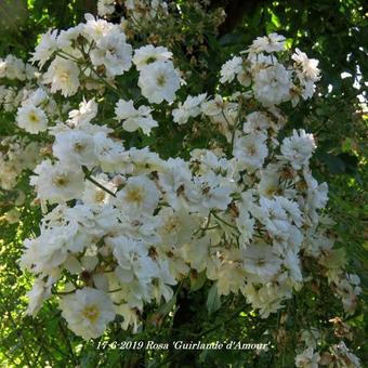 Rosa 'Guirlande d'Amour'