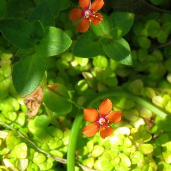 Anagallis arvensis