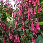 Phygelius x rectus 'New Sensation' - Kaapse Fuchsia