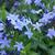 Amsonia 'Blue Ice'