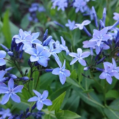 Blauwe ster, Stermaagdenpalm - Amsonia 'Blue Ice'