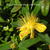 Hypericum calycinum