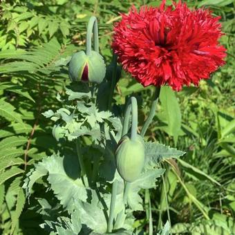 Papaver somniferum 'Paeony Flowered'