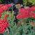 Achillea millefolium 'Walther Funcke'