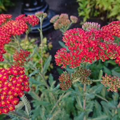 Duizendblad - Achillea millefolium 'Walther Funcke'