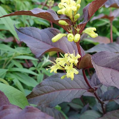 Amerikaanse weigelia - Diervilla x splendens 'El Madrigal'