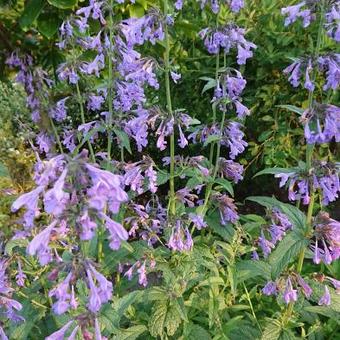 Salvia patens 'Dot's Delight'