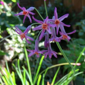 Tulbaghia 'Moya'