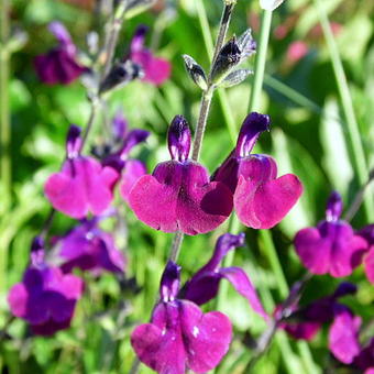 Salvia 'Nachtvlinder'