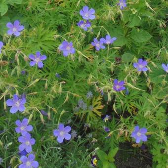 Geranium 'Nimbus'