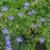 Geranium 'Nimbus'