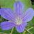 Geranium 'Nimbus'