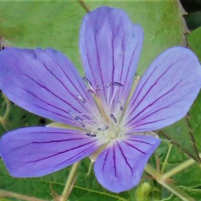 Ooievaarsbek - Geranium 'Nimbus'