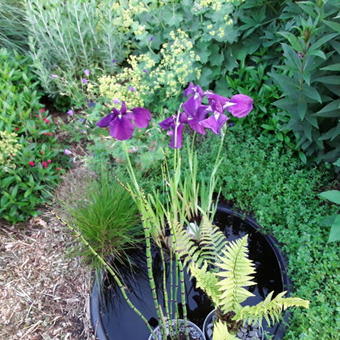 Iris ensata 'Variegata'