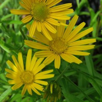 Buphthalmum salicifolium