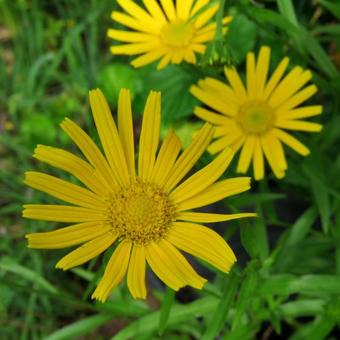 Buphthalmum salicifolium