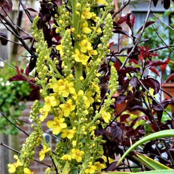 Verbascum chaixii