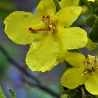 Verbascum chaixii