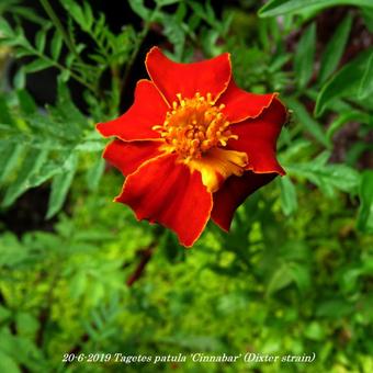 Tagetes patula 'Cinnabar' (Dixter strain)