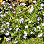 Nemophila maculata 'Five Spot' - Babyoogjes, bosliefje, haagbloempje