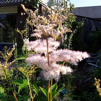 Filipendula purpurea