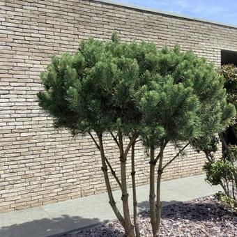 Pinus sylvestris 'Watereri'