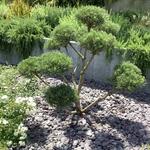 Pinus mugo ‘Mops’ - Bergden - Pinus mugo ‘Mops’