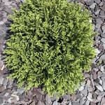 Cryptomeria japonica 'Globosa Nana' - Japanse sikkelden