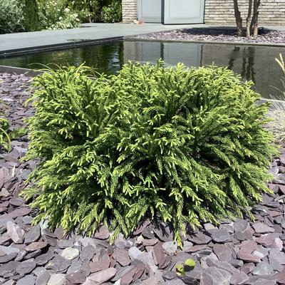 Japanse sikkelden - Cryptomeria japonica 'Globosa Nana'