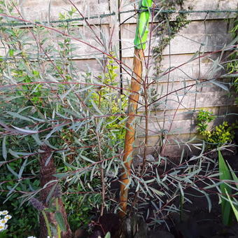 Salix purpurea 'Nana'