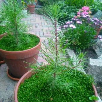 Pinus pinaster