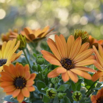 Osteospermum MARGARITA 'Orange Flare'