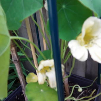 Tropaeolum majus 'Milkmaid'