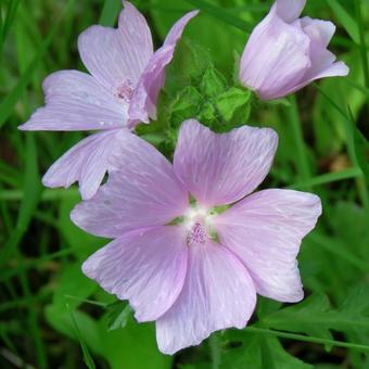 Malva moschata