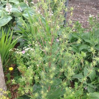 Eryngium alpinum 'Superbum'