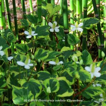 Houttuynia cordata 'Chameleon'