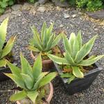 Agave americana 'Variegata' - Honderdjarige aloë