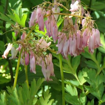 Dicentra formosa