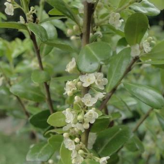 Ilex crenata