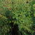 Sanguisorba officinalis 'Martin's Mulberry'