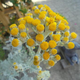 Senecio cineraria 'Silverdust'