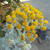 Senecio cineraria 'Silverdust'