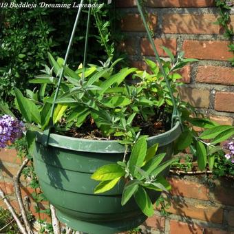 Buddleja 'Dreaming Lavender'