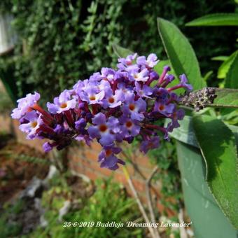 Buddleja 'Dreaming Lavender'