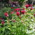 Monarda 'Gardenview Scarlet'