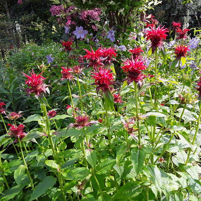 Bergamotplant - Monarda 'Gardenview Scarlet'