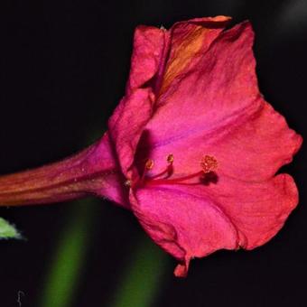 Mirabilis jalapa